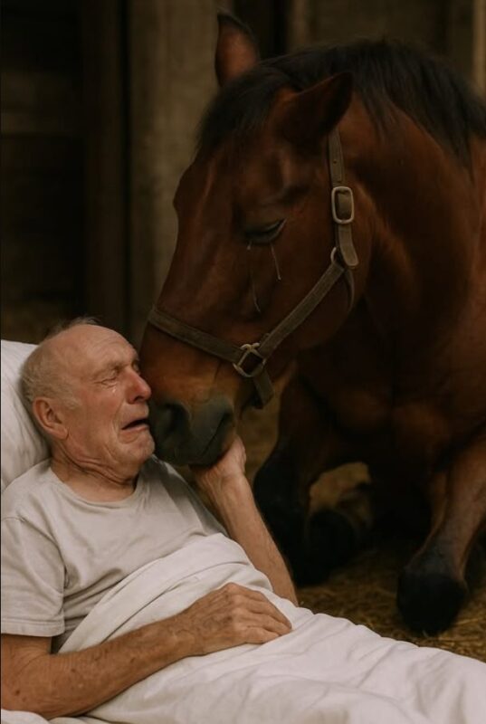 Un Homme Mourant A Fait Ses Adieux Son Cheval Et La R action De L Un Homme Mourant A Fait Ses Adieux Son Cheval Et La R action De L